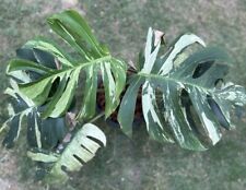 Used, Monstera Mint Variegated  for sale  Shipping to South Africa