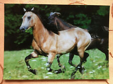 Postkarte pferde irene gebraucht kaufen  Hamburg