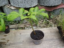 Kastanienbaum jungpflanze ross gebraucht kaufen  Bad Buchau