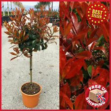 Red robin photinia for sale  OXFORD