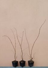 Acer palmatum acero usato  Ardea
