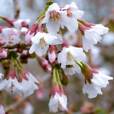 Prunus cherry tree for sale  MARCH