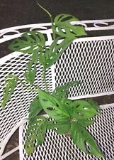 Monstera adansonii plant for sale  Seffner