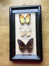 Schmetterlinge schaukasten eup gebraucht kaufen  Rüsselsheim am Main
