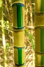 Phyllostachys aurea koi for sale  York