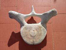 Antica vertebra grande usato  Bari