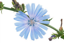 1000 chicory seeds for sale  Saint Augustine