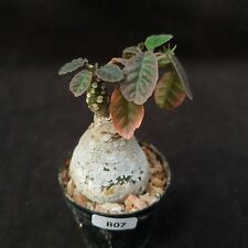 B07: Dorstenia foetida, used for sale  Shipping to South Africa