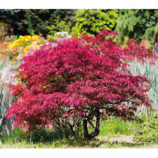 Japanese acer maple for sale  IPSWICH