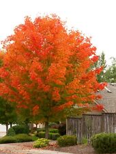 October glory maple for sale  Mcminnville