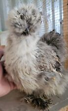 Show quality silkie for sale  Riverside