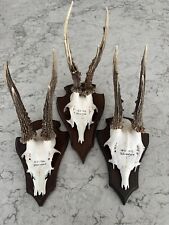 roe deer antlers for sale  SOLIHULL