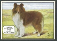 Collie rough westminster for sale  Shipping to Ireland