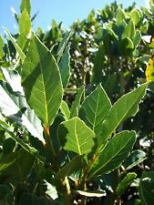 Laurus nobilis - 'Bay Leaf Tree' - Bay Laurel or Sweet Bay for sale  Yucaipa