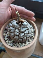 Dioscorea Testudinaria old rare succulent caudiciform cactus caudex desert plant for sale  Shipping to South Africa