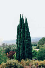 Italian cypress tree for sale  Goshen