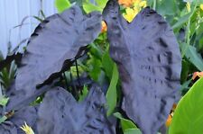Colocasia painted black for sale  Louisville