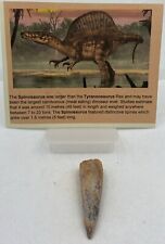 Spinosaurus teeth dinosaur for sale  Wake Forest