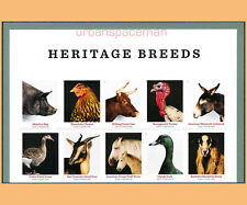 5592b heritage breeds for sale  Annandale