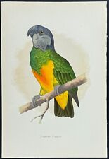 Greene senegal parrot. for sale  Franklin