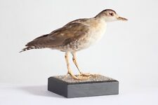 Taxidermy little crake for sale  Shipping to Ireland