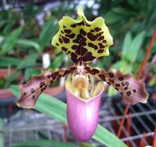 Orchid orchid paphiopedilum for sale  Shipping to Ireland