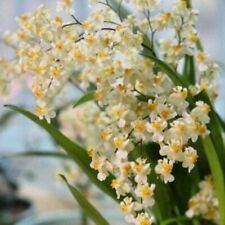 Oncidium twinkle gold for sale  Riverview