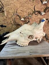 Giraffe skull 100 for sale  Rio Grande City