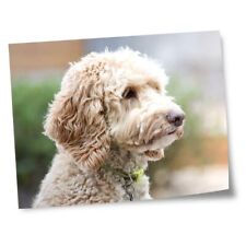 8x10 prints labradoodle for sale  SELBY