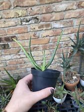 Aloe camperi cornuta for sale  Houston