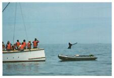 Whale watching maines for sale  Sparta