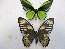 ornithoptera for sale  Shipping to South Africa