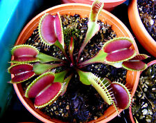 Venus flytrap buy for sale  Kissimmee