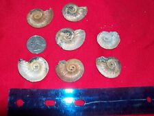 Pyrite ammonite fossil for sale  Alhambra