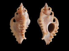 Seashell : Pteropurpura graagae  19.2 mm  F++/F+++  (from South Africa) for sale  Shipping to South Africa