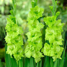 Gladioli corms green for sale  IPSWICH