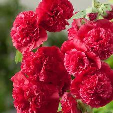 Hollyhock chaters scarlet for sale  GAINSBOROUGH