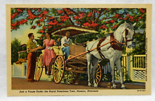 Royal poinciana tree for sale  Woodstock