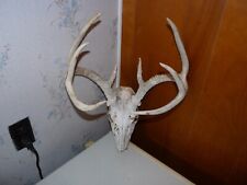 Tall whitetail deer for sale  Hosmer