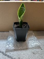 Snake plant rooted for sale  Durham