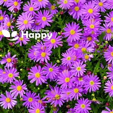 Alpine aster flower for sale  Shipping to Ireland
