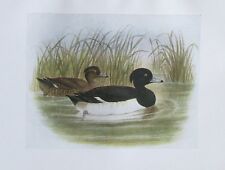 1917 tufted duck for sale  Shipping to Ireland