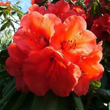 Geisha orange rhododendron for sale  IPSWICH