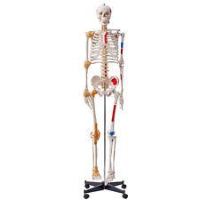 Vevor human skeleton for sale  LEICESTER