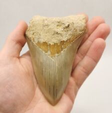 Gezackter megalodon haizahn gebraucht kaufen  Puchheim