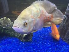 Albino oscar inches for sale  Kissimmee