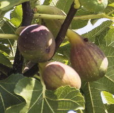 Olympian fig trees for sale  Danielson