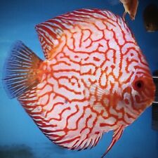 Checkerboard discus fish for sale  COLWYN BAY