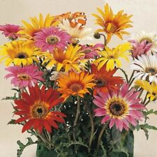 African daisy harlequin for sale  Merrill