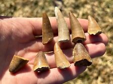 Fossil crocodile tooth for sale  Coppell
